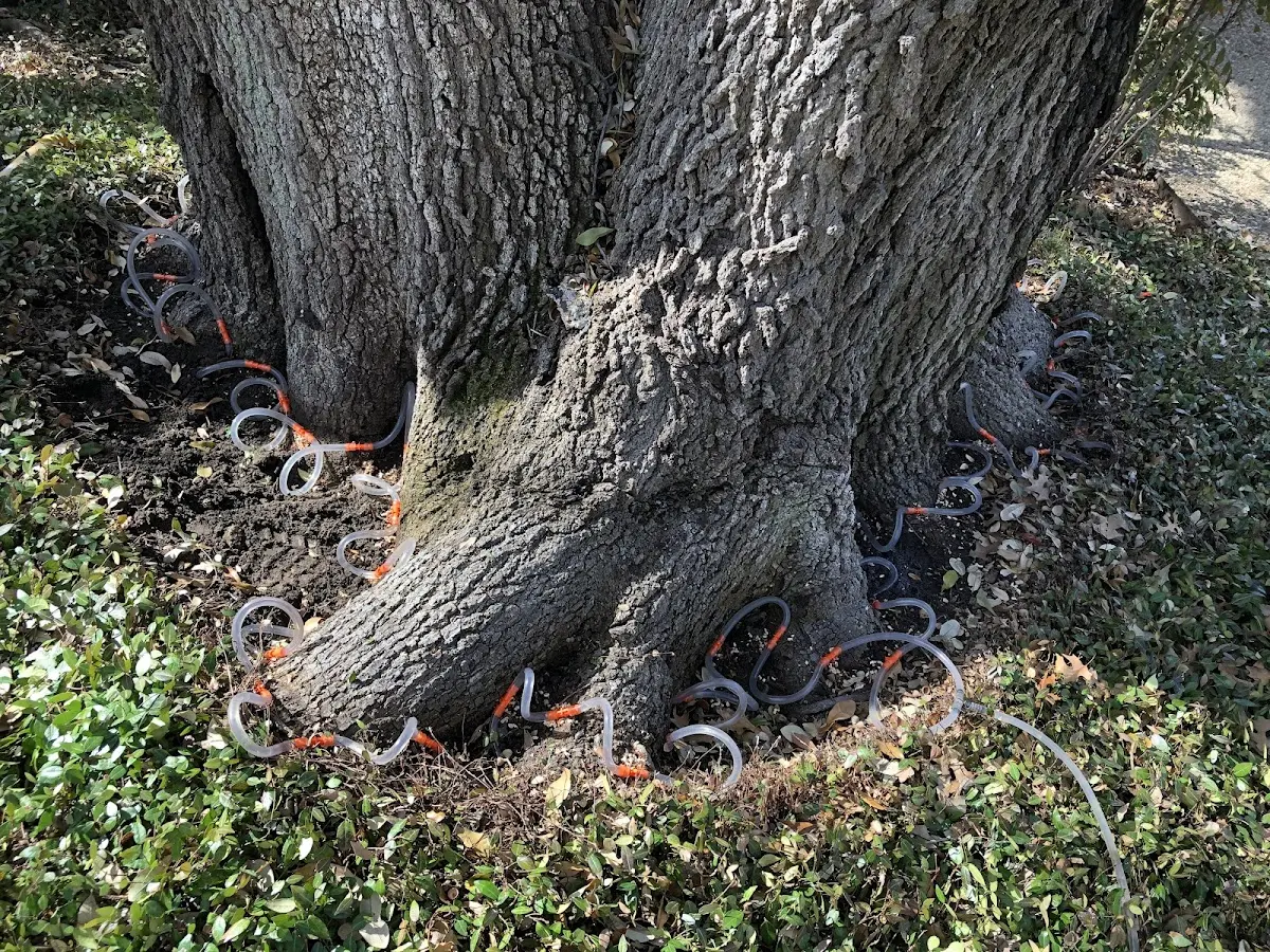 Detailed Tree Cabling and Bracing job site in Grinnell