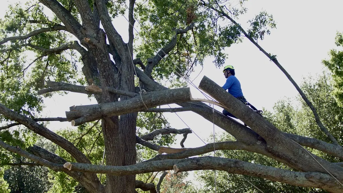 Professional Crown Thinning performed by certified arborists in Grinnell